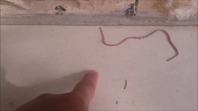 Newborn Snake Cub #snake