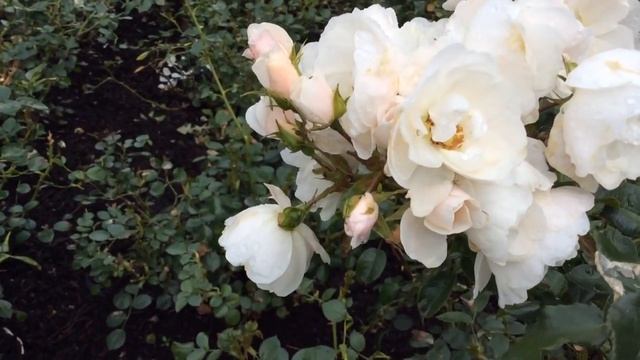 Buskrose Diamond Border White Rose Flowers In Garden #buskrose #rose #roses #worldgardeners смотреть онлайн