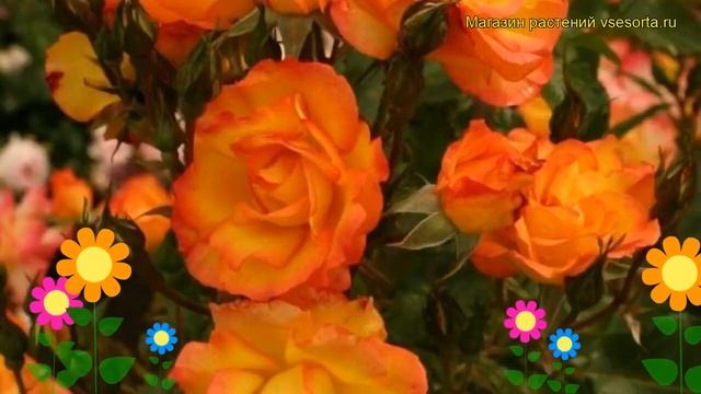 Роза кустовая Бонанза. Краткий обзор, описание характеристик, где купить саженцы Bonanza смотреть онлайн