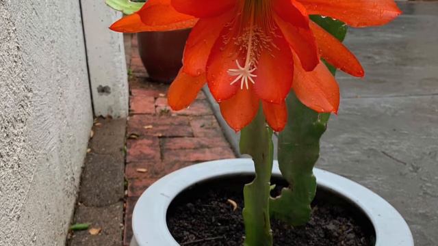 Ode to Epiphyllum смотреть онлайн