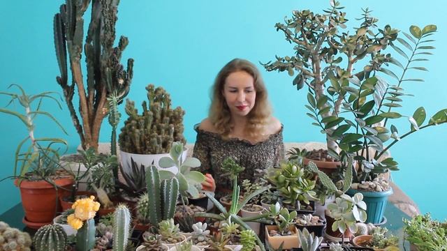 ПРО СУККУЛЕНТЫ | Толстянки, Эчиверии, Крестовник Роули. Комнатные растения. Джунгли в квартире. смотреть онлайн