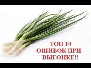 ТОП 10 ошибок при выгонке лука на перо в коммерческих целях!