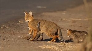 КОТ, КОТОРЫЙ ЛЮБИТ ВОДУ! Камышовый кот.