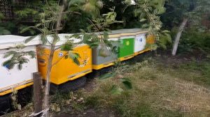 Напад пчел на безматочный отводок