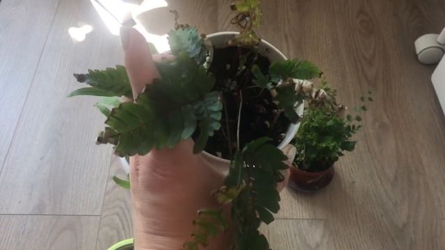 Папоротники летом в квартире. Особенности распространённых видов смотреть онлайн