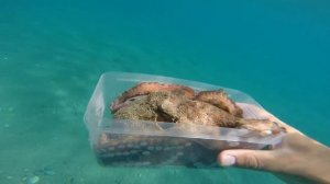 Подводный мир глазами туриста. Турция Кемер.