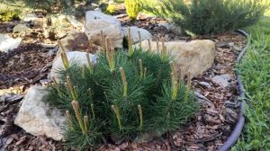 Обзор всех моих хвойных растений. 80 сортов на 6 сотках. Хвойная коллекция