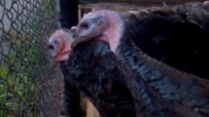 Индюки дерутся