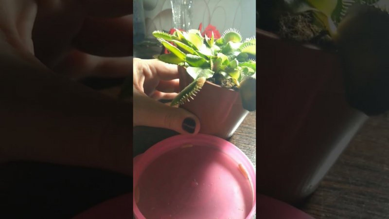 Дерзкий побег еды с зубастой пасти дионеи мухоловки