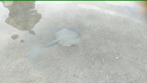 Самая безветренная бухта Египта. Пляж отеля Faraana Reef Resort, 4 звезды Египет, Шарм-эль-Шейх