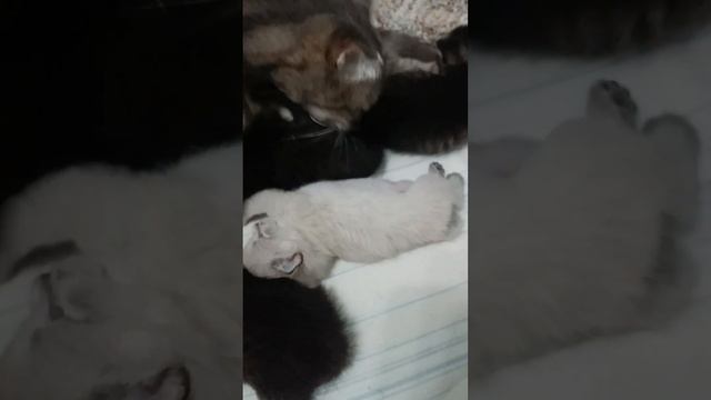 4 котенка зевают и играют рядом с мамой, смешно и мило. Порода Шотландские вислоухие