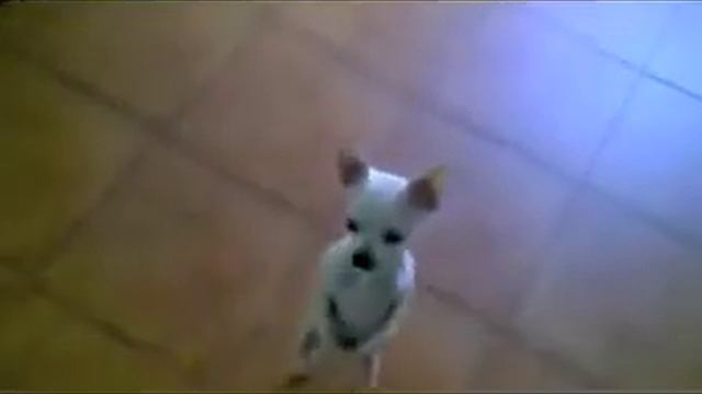 Dog dances a flamenco song смотреть онлайн