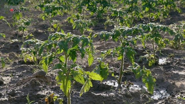 Первая и самая важная подкормка томатов после высадки в грунт. Вмиг пойдут в рост! Полейте этим... смотреть онлайн