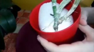 Каттлея без корней. Посадка каттлеи без корней.