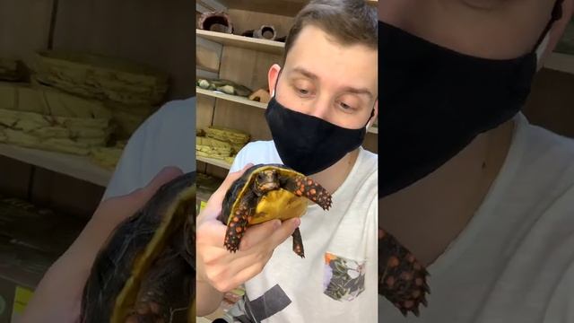 Террариум Угольной черепахи смотреть онлайн