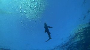 Дайвинг с акулами. Дайвинг сафари в Египте #shark #egypt #sharks