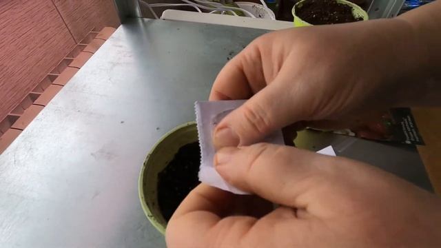 Посадка ремонтантной клубники семенами. смотреть онлайн