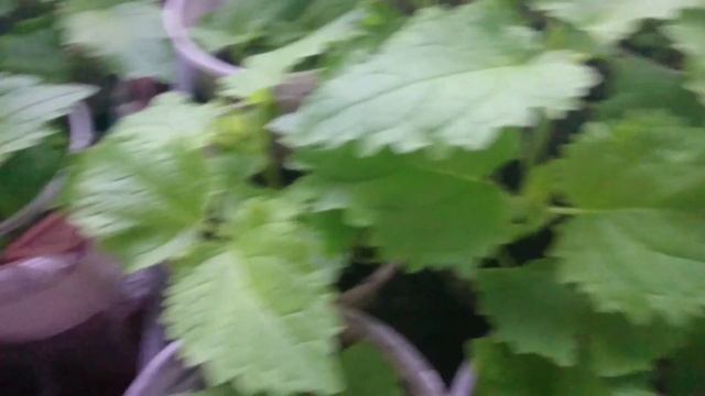 Выращиваем павловнию. Павловния в домашних условиях. Саженцы павловнии.