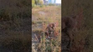 Натаска щенка дратхаара на утку!