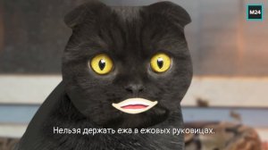 Центр реабилитации диких животных | Кот Бублик