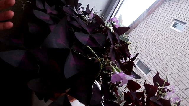 Мои комнатные цветы смотреть онлайн