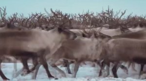 Чукотка. Сергей Чекалин. Chukotka. Sergei Chekalin.