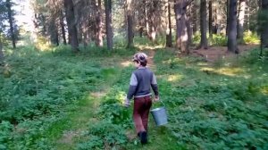 Собираю кедровые шишки в лесу с детьми