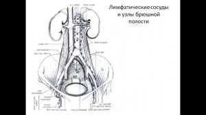 Лимфоотток от органов031212