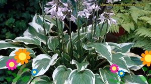 Хоста гибридная Антиоч. Краткий обзор, описание характеристик hosta hybridum Antioch