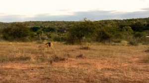 Lions roaring in Africa Рычание львов в Африке