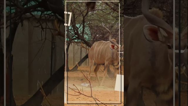 African Bush Sounds | Greater Kudu | Arrowhead Africa | #short | 39