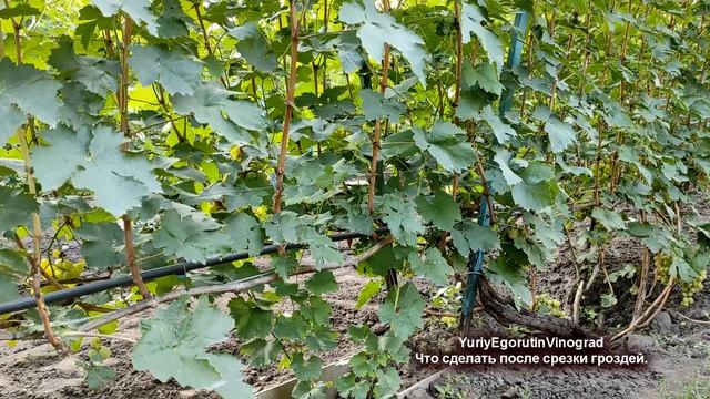 ? Не забываем ЭТИ НЕОТЛОЖНЫЕ РАБОТЫ на винограде после сбора УРОЖАЯ в АВГУСТЕ и СЕНТЯБРЕ! смотреть онлайн