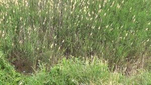 Ейск - река Ея - Зеленая Роща.