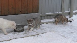 щенки зсл Шилка+Туман