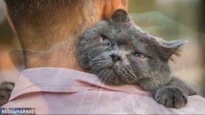 Роль Кошки в Жизни Человека ¤ НЕОБЫЧАЙНОЕ