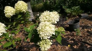 Гортензия метельчастая Living Cotton Cream