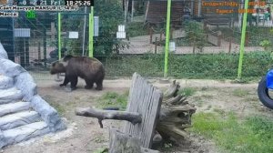 Мансурчик скучает #Медведь#Мансур#Орешково