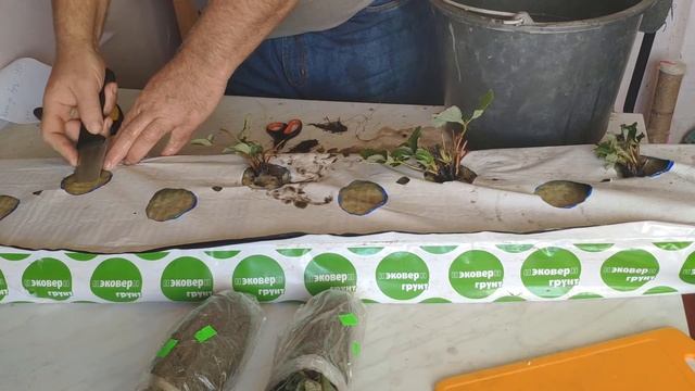 Василий Васильевич-Клубника на мин вате, питание, по малообъемной технологии зимой дома. смотреть онлайн