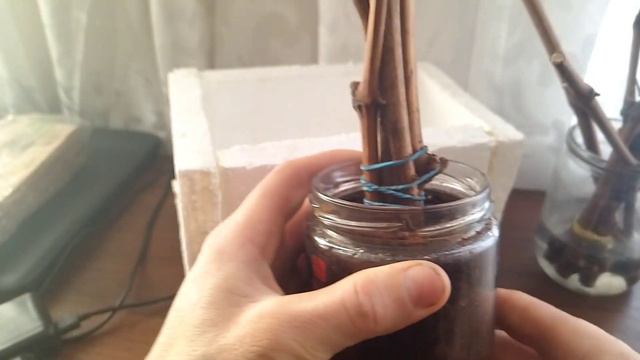 Простой КИЛЬЧЕВАТОР для проращивания черенков ВИНОГРАДА смотреть онлайн