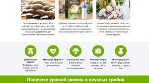 Домашняя грибница Грибной сезон. Выращиваем грибы в коробках в домашних условиях