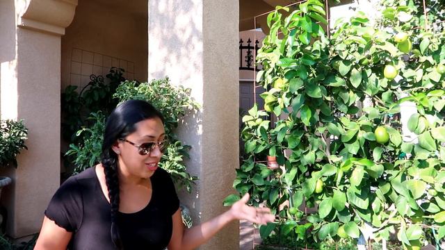 How to Grow Citrus trees in Containers/ How to Care for Citrus #citrusincontainer #ediblegarden