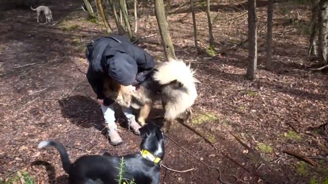 Raffi - Eurasier - 3 Week Residential Dog Training at Adolescent Dogs смотреть онлайн