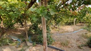 Вот ТАК ЖИВУТ в СЕЛАХ АРМЕНИИ!!ԻՆՉՊԵՍ ԱՊՐԵԼ ՀԱՅԿԱԿԱՆ ԳՅՈՒՂԵՐՈՒՄ