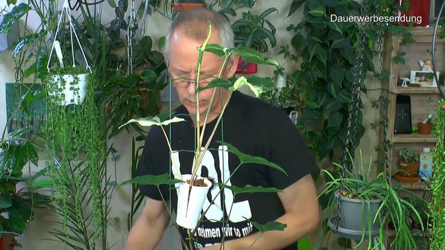 Pflanzen Abmoosung Syngonium abnehmen. Alocasia Blattglanzspray Ergebnis. Philodendron Verrucosum