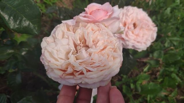 Розы в Подмосковье. Прогулка по новоцветущим розам (с названиями) ☀️☀️☀️ смотреть онлайн