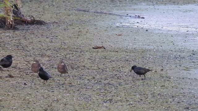 Птицы Среднего Урала, Богдановичский район Свердловской области, июнь 2021 года смотреть онлайн