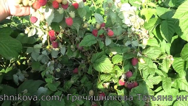 МАЛИНА СОРТ МЕТЕОР коллекция Гречишниковой Татьяны смотреть онлайн