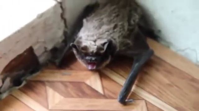 Летучая мышь в доме смотреть онлайн
