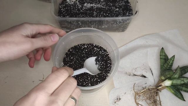 Сансевиерия Цилиндрическая(Цилиндрика) Инти. Новая сансевиерия в моей коллекции. Описание сорта. смотреть онлайн