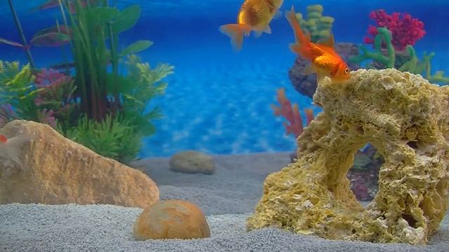 videos_Goldfish Aquarium a Goldfish Aquarium for your Home! HD 1080P by Fireplace for Y.mp4